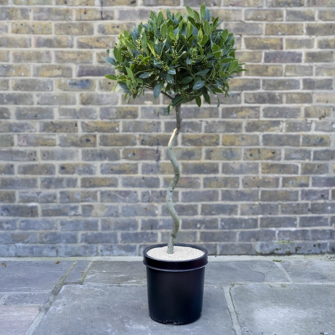 Laurus nobilis - 1/2 Std Spiral Stem (Foliage Diameter D40-45cm) Bay tree - image 1