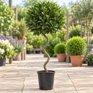 Laurus nobilis - 1/2 Std Spiral Stem (Foliage Diameter D40-45cm) Bay tree