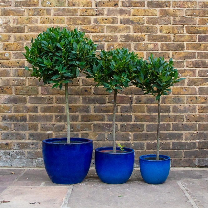 Laurus nobilis 1/4 Std (Foliage Diameter 20-25cm) Bay Tree - image 2