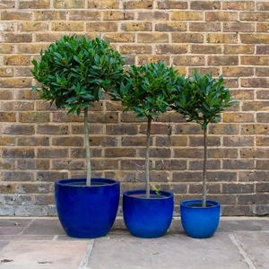 Laurus nobilis 1/4 Std (Foliage Diameter 20-25cm) Bay Tree - image 2