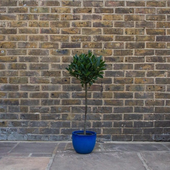 Laurus nobilis 1/4 Std (Foliage Diameter 20-25cm) Bay Tree - image 4