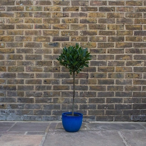Laurus nobilis 1/4 Std (Foliage Diameter 20-25cm) Bay Tree - image 4