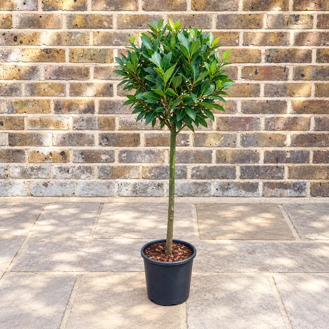 Laurus nobilis 1/4 Std (Foliage Diameter 20-25cm) Bay Tree - image 1