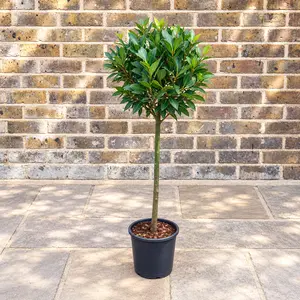 Laurus nobilis 1/4 Std (Foliage Diameter 20-25cm) Bay Tree