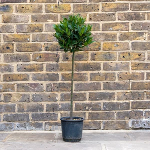 Laurus nobilis 1/4 Std (Foliage Diameter 20-25cm) Bay Tree - image 1