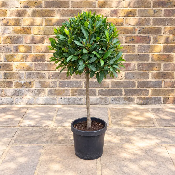 Laurus nobilis 1/4 Std (Foliage Diameter 30-35cm) Bay Tree - image 1