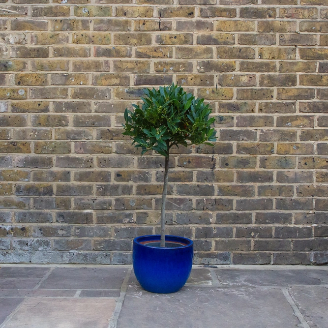 Laurus nobilis 1/4 Std (Foliage Diameter 35-40cm) Bay Tree - image 4