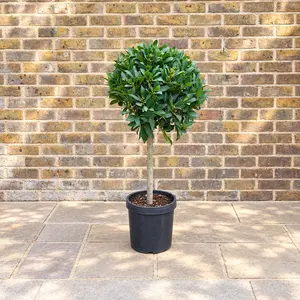 Laurus nobilis 1/4 Std (Size 40-45cm) Bay Tree