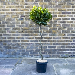 Laurus nobilis - 1/4 Std Spiral Stem (Foliage Diameter D30-35cm) Bay tree - image 1