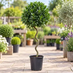 Laurus nobilis - 1/4 Std Spiral Stem (Foliage Diameter D30-35cm) Bay tree