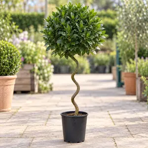 Laurus nobilis - 1/4 Std Spiral Stem (Foliage Diameter D35-40cm) Bay tree