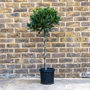 Laurus nobilis - 1/4 Std Spiral Stem (Foliage Diameter D35-40cm) Bay tree - image 4