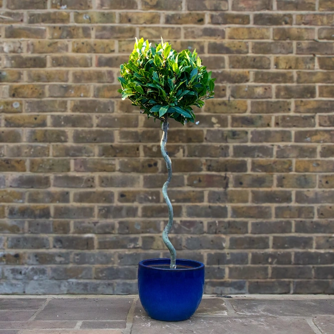 Laurus nobilis - 1/4 Std Spiral Stem (Foliage Diameter D35-40cm) Bay tree - image 3