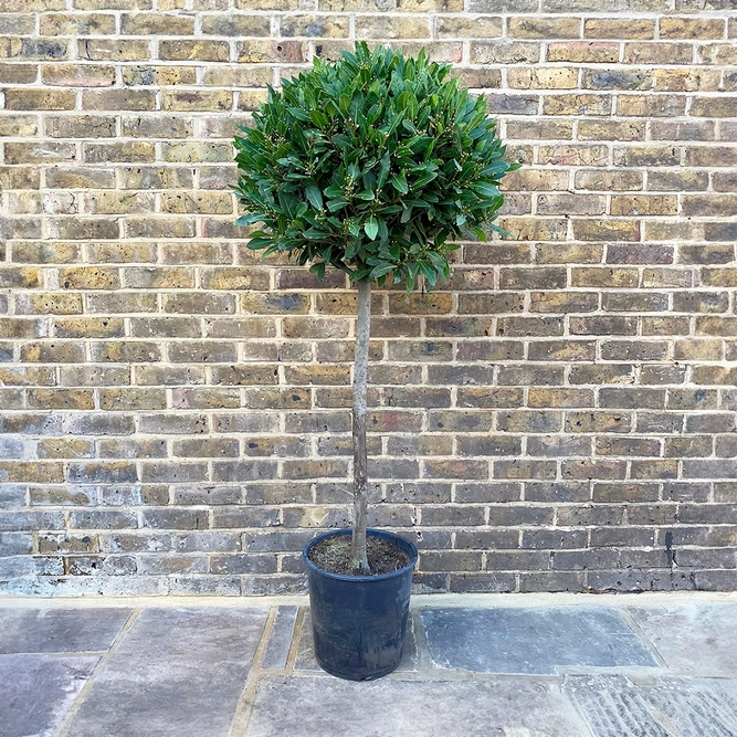 Laurus nobilis 3/4 std (Pot Size 13cm) Bay Tree - image 1