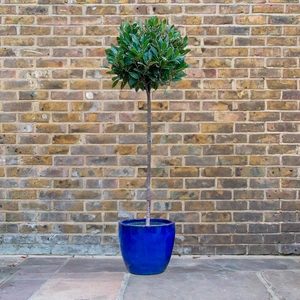 Laurus nobilis 3/4 Std (Foliage Diameter 40-45cm) Bay Tree - image 1