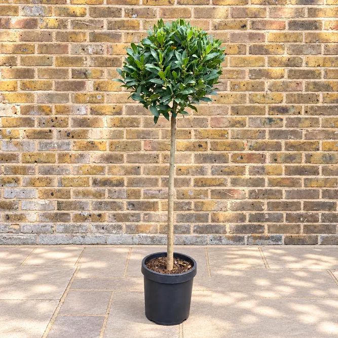 Laurus nobilis 3/4 Std (Foliage Diameter 40-45cm) Bay Tree