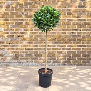 Laurus nobilis 3/4 Std (Foliage Diameter 40-45cm) Bay Tree