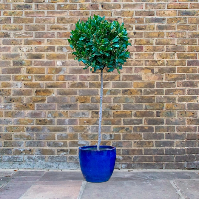 Laurus nobilis 3/4 Std (Foliage Diameter 50-55cm) Bay Tree - image 1