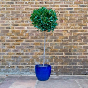 Laurus nobilis 3/4 Std (Foliage Diameter 50-55cm) Bay Tree - image 1