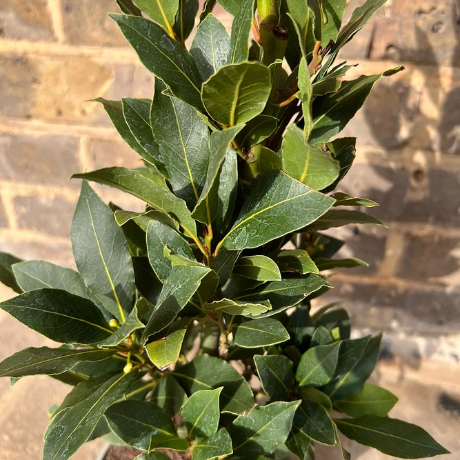 Laurus Nobilis Bush (Foliage Height 35-40cm) Bay Bush - image 2