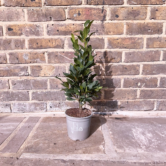 Laurus Nobilis Bush (Foliage Height 35-40cm) Bay Bush - image 1