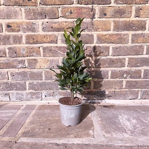 Laurus Nobilis Bush (Foliage Height 35-40cm) Bay Bush - image 1