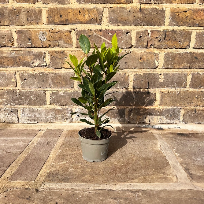 Laurus Nobilis 'Kitchen Bay' (Pot Diameter 10.5cm) - Bay plant - image 2