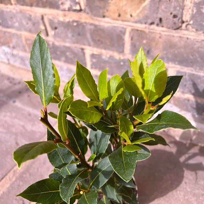 Laurus Nobilis 'Kitchen Bay' (Pot Diameter 10.5cm) - Bay plant - image 1