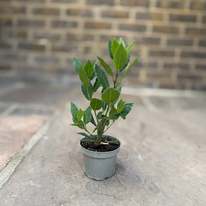 Laurus Nobilis 'Kitchen Bay' (Pot Diameter 10.5cm) - Bay plant