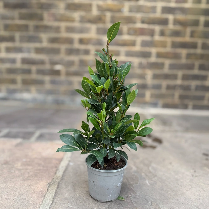 Laurus Nobilis 'Kitchen Bay' (Pot Diameter 17cm)