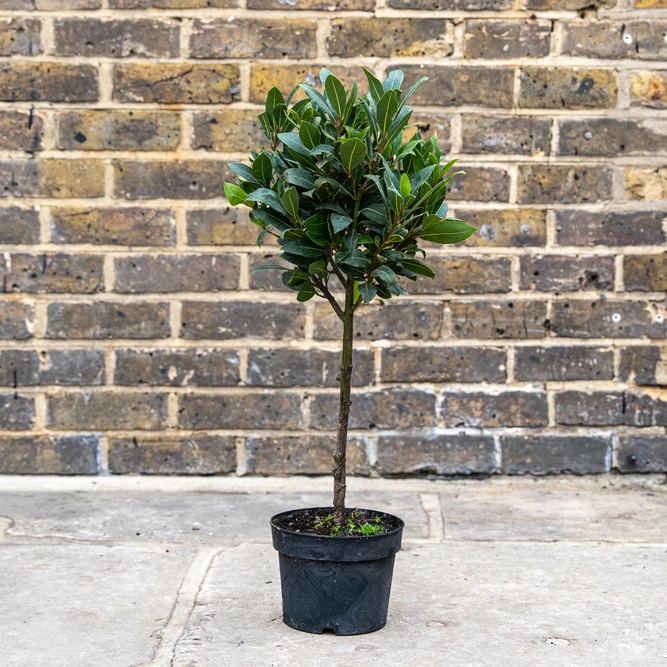 Laurus nobilis - Mini Standard (Pot Size 17cm) Bay tree - image 1
