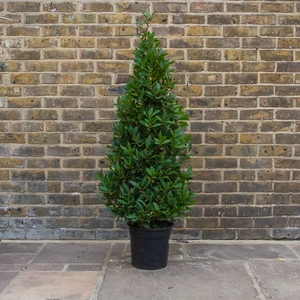 Laurus nobilis Pyramid (Foliage Height 120 - 125cm) Pyramid Bay Tree - image 2