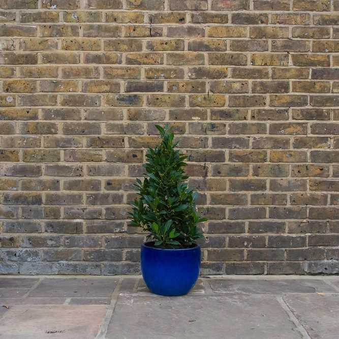 Laurus nobilis Pyramid (Foliage Height 65-70cm) Bay tree - image 4