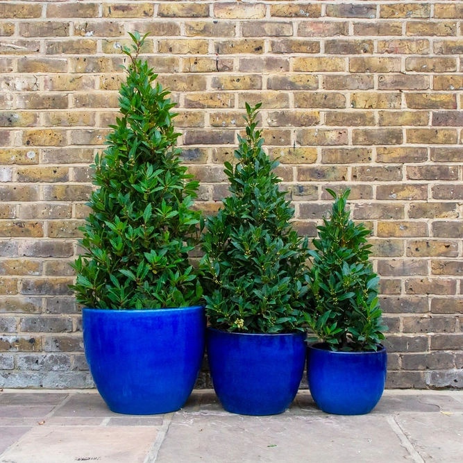 Laurus nobilis Pyramid (Foliage Height 65-70cm) Bay tree - image 1