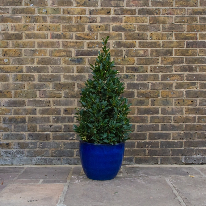 Laurus Nobilis Pyramid (Foliage Height 90-95cm) Bay tree - image 4