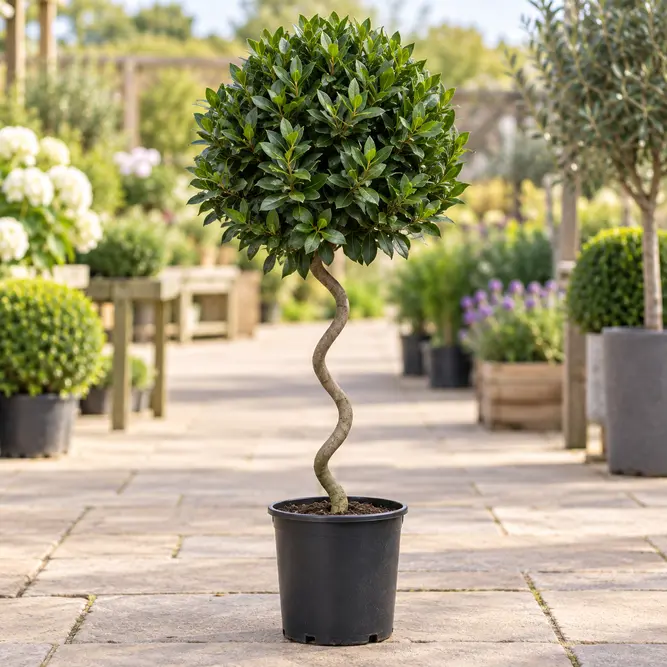 Laurus nobilis Spiral 1/2 (Size 35-40cm) Bay Tree
