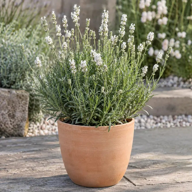 Lavandula angustifolia 'Alba' (Pot Size 14cm) White English Lavender - image 1