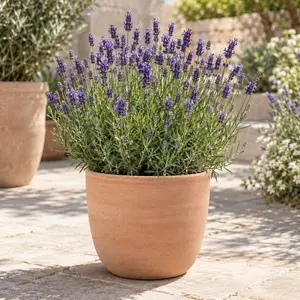 Lavandula angustifolia 'Ardèche Blue' - English Lavender