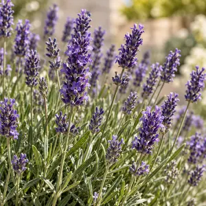 Lavandula angustifolia 'Ardèche Blue' (Pot Size 13cm) English Lavender - image 2
