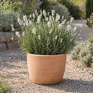 Lavandula angustifolia 'Ardèche White' - White English Lavender