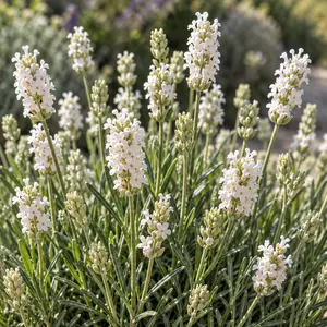 Lavandula angustifolia 'Ardèche White' (Pot Size 13cm) White English Lavender - image 2