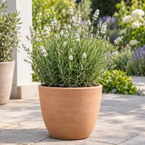 Lavandula angustifolia 'Aromance White' - White English Lavender