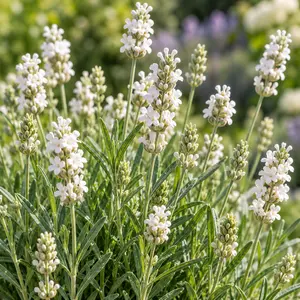 Lavandula angustifolia 'Aromance White' (Pot Size 12cm) White English Lavender - image 2