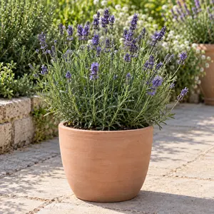 Lavandula angustifolia 'Aromatico Evolution' - English Lavender