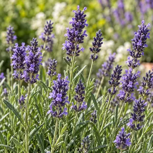 Lavandula angustifolia 'Aromatico Evolution' (Pot Size 2L) English Lavender - image 2