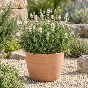 Lavandula angustifolia 'BeeZee White' - White English Lavender