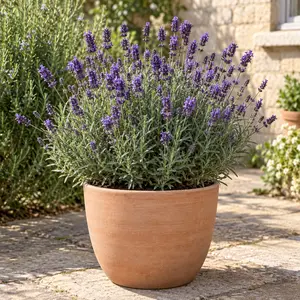 Lavandula angustifolia 'Essence Purple' - English Lavender