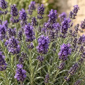 Lavandula angustifolia 'Essence Purple' (Pot Size 13cm) English Lavender (alt) - image 2