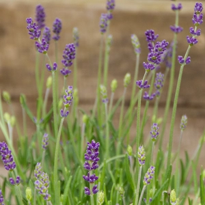 Lavandula angustifolia 'Felice' (Pot Size 12cm) - English Lavender - image 2