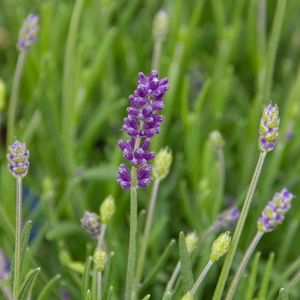 Lavandula angustifolia 'Felice' (Pot Size 12cm) - English Lavender - image 1